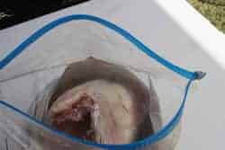 Turkey into ziploc bag